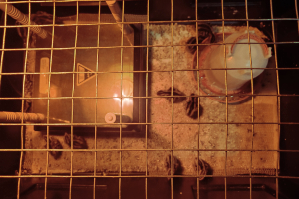 lots pf baby quail