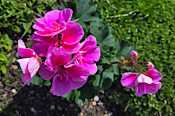 pink geranium