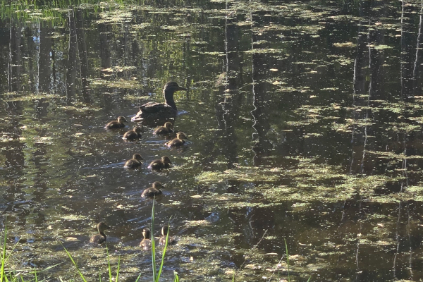 mom and baby ducks