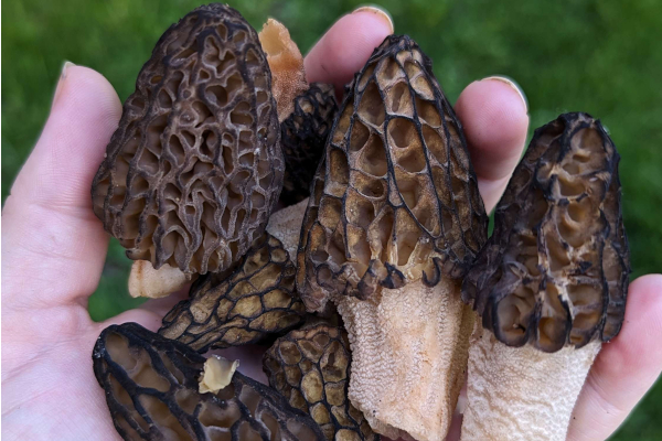 morels