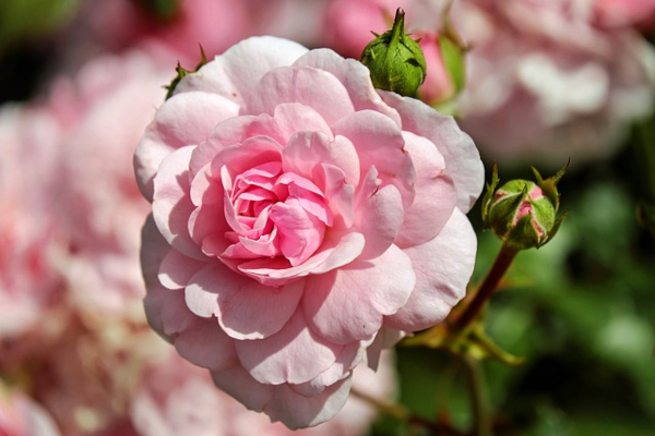 pink rose