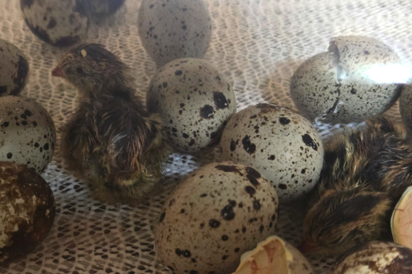 baby quail in incubator