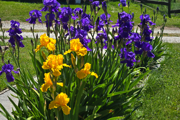 PURPLE & YELLOW IRISES