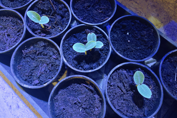 zucchini seedlings