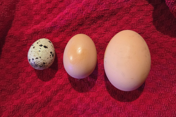 eggs