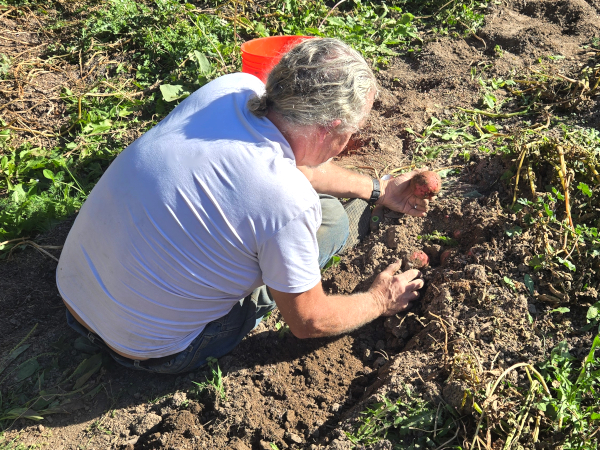 PAUL HARVESTING POTATOES