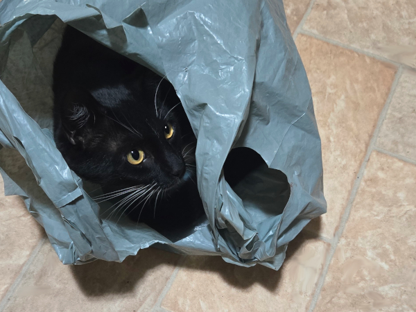 TILLY IN A BAG