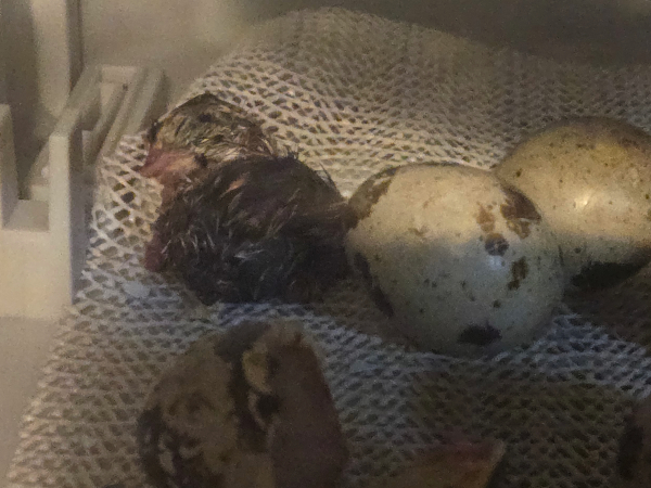 NEWLY HATCHED QUAIL