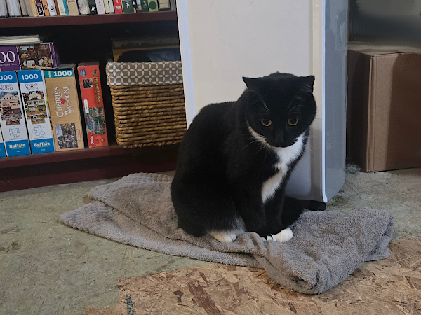 TILLY WAITING
