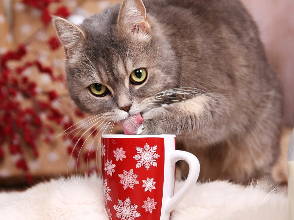 NAUGHTY CAT SNEAKING CREAM