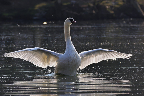 SWAN