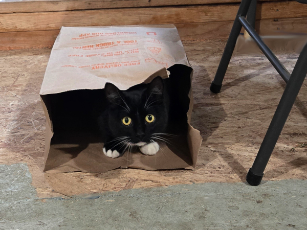 TILLY IN A BAG