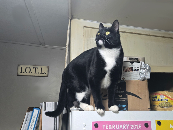 TILLY ON THE FRIDGE