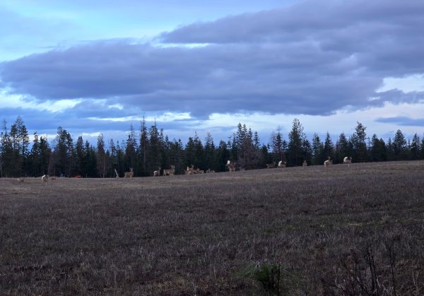 So many deer!