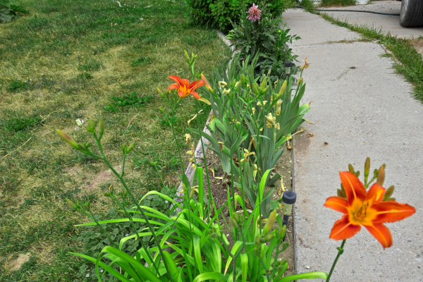 Daylilies