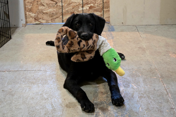 Widget with duck toy