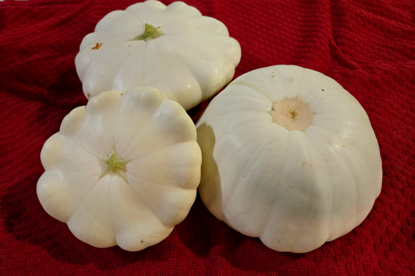 Patty pan squash