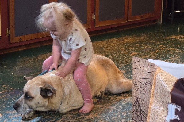 Toddler grooming dog