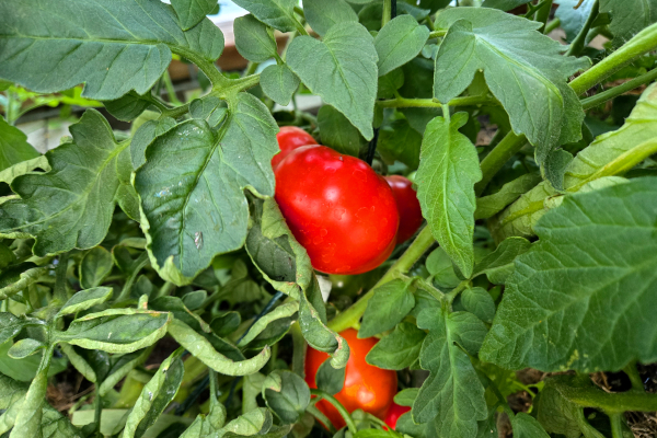 Ripe tomatoes! 
