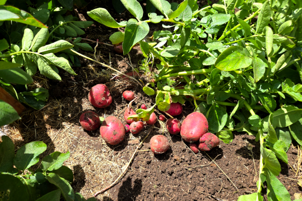 New potatoes