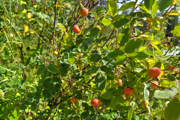 Rosehips